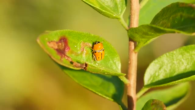 4K Case-bearing Leaf Beetle (Griburius larvatus) 1
