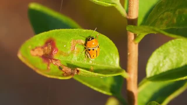 4K Case-bearing Leaf Beetle (Griburius larvatus) 2
