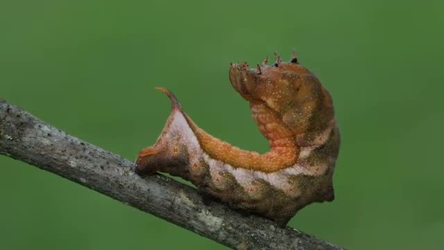 4K Virginia Creeper Sphinx (Darapsa myron) - Caterpillar 1