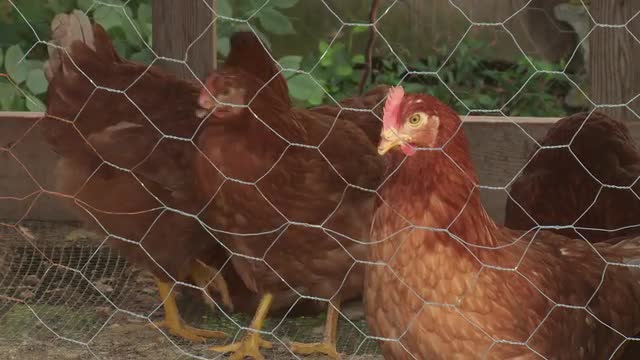 Chicken Coop 1