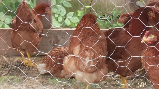 Chicken Coop 2