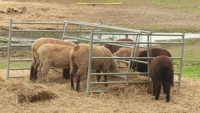 Sheep Farm 2