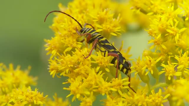 Locust Borer (Megacyllene robiniae) Beetle 1