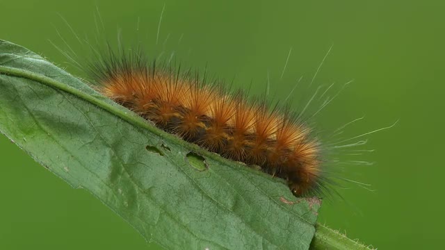 Virginia Tiger Moth (Spilosoma virginica) Caterpillar 4