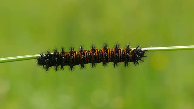 4K Baltimore Checkerspot (Euphydryas phaeton) - Caterpillar 1