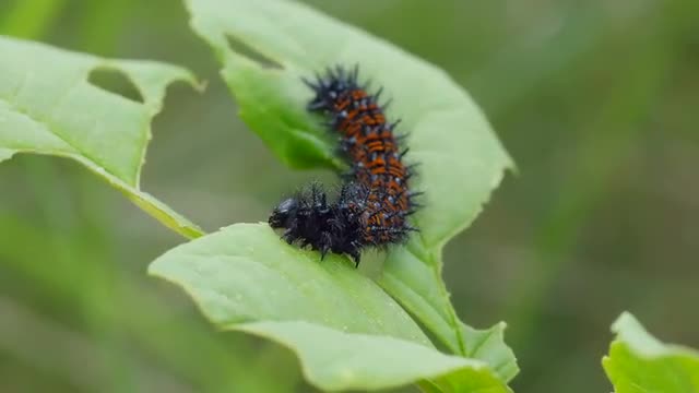 4K Baltimore Checkerspot (Euphydryas phaeton) - Caterpillar Feeding 1