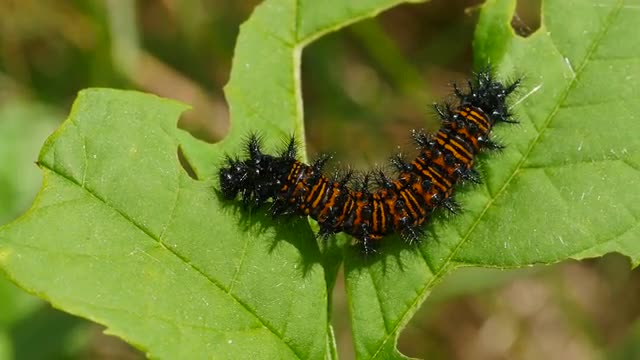 4K Baltimore Checkerspot (Euphydryas phaeton) - Caterpillar Feeding 2