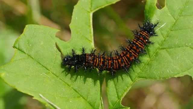 4K Baltimore Checkerspot (Euphydryas phaeton) - Caterpillar Feeding 3