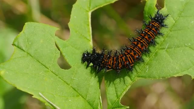4K Baltimore Checkerspot (Euphydryas phaeton) - Caterpillar Feeding 4