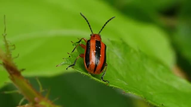Three-lined Potato Beetle (Lema daturaphila) 1