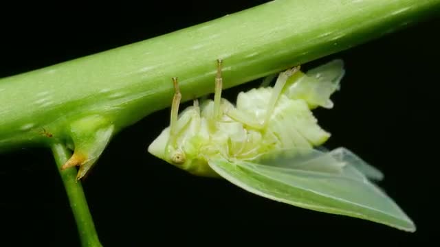 4K Planthopper (Acanalonia conica) Releases Liquid 1
