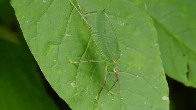 4K Common True Katydid (Pterophylla camellifolia) - Female 1