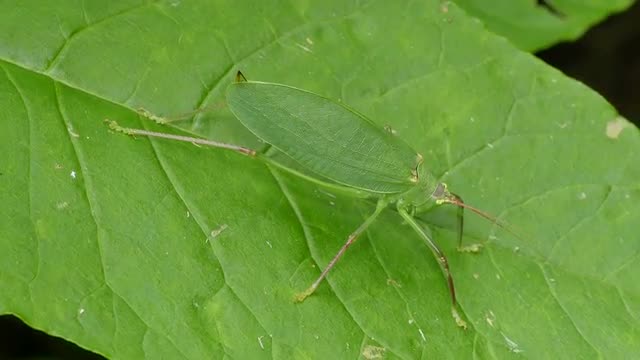 4K Common True Katydid (Pterophylla camellifolia) - Female 2