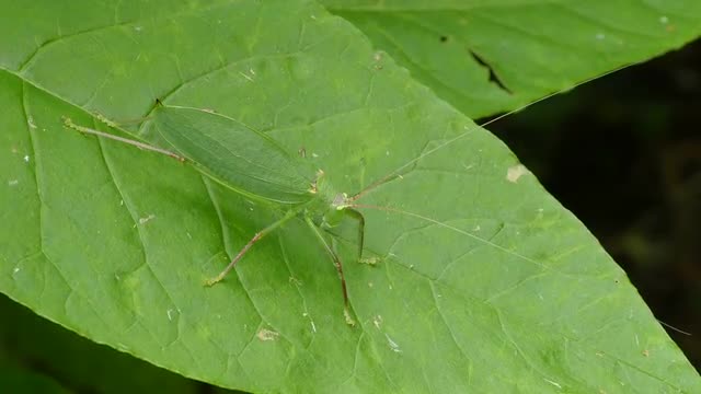 4K Common True Katydid (Pterophylla camellifolia) - Female 3