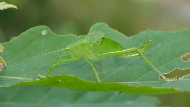4K Common True Katydid (Pterophylla camellifolia) Nymph 1