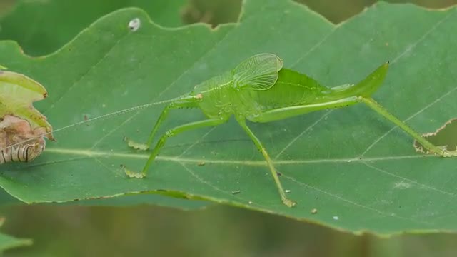 4K Common True Katydid (Pterophylla camellifolia) Nymph 2