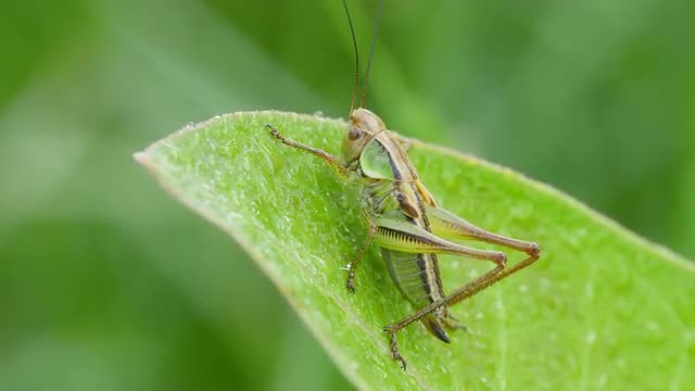 4K Roesel's Katydid (Metrioptera roeselii) Nymph 1