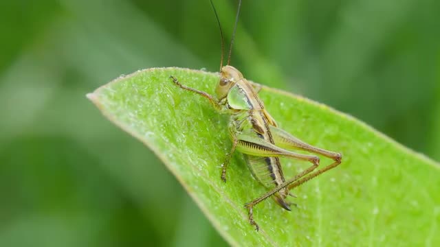 4K Roesel's Katydid (Metrioptera roeselii) Nymph 2