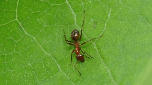 4K Ant (Formica incerta) Worker 1