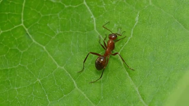 4K Ant (Formica incerta) Worker 2