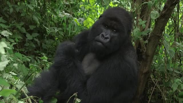 Silverback Gorilla
