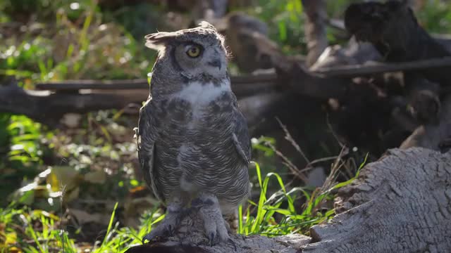 Eagle Owl 3
