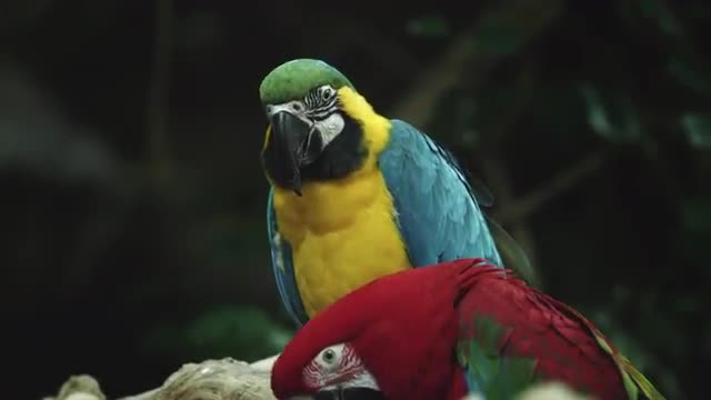 Colorful Macaws 1 