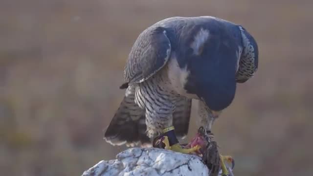 Gray Hawk 4