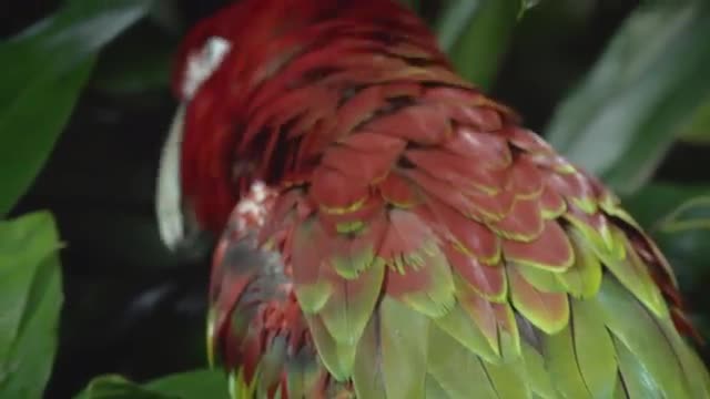 Scarlet Macaw 4