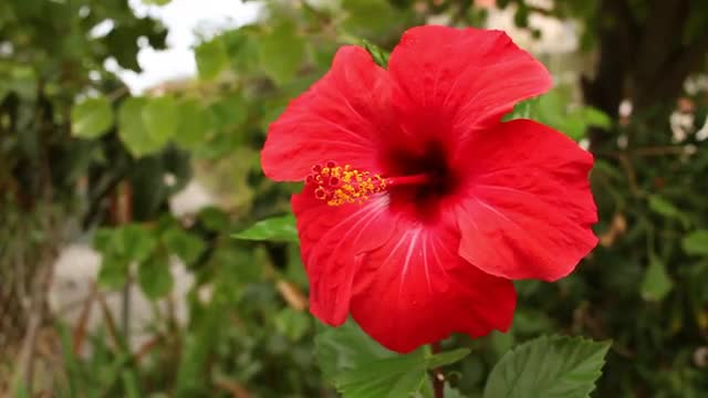 Hibiscus Flower