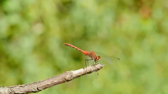 4K Cherry-faced Meadowhawk (Sympetrum internum) Dragonfly - Male Flying Away