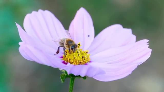 Bee on a cosmos flower