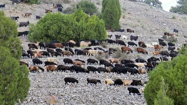 Slope with the sheep. Pamir, Tajikistan