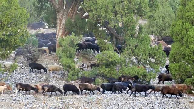 On the slope of jumping sheep. Pamir, Tajikistan 