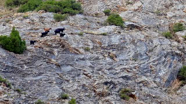 Sheep on the rocks. Pamir, Tazhikistan. TimeLapse 