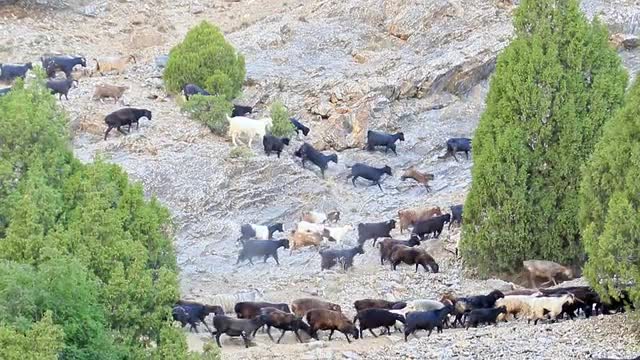 Sheep are on the slope. Pamir, Tajikistan 