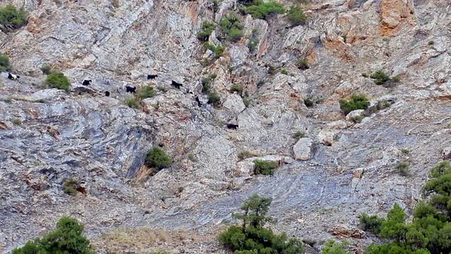 Sheep on the slope. Pamir, Tazhikistan. TimeLapse 