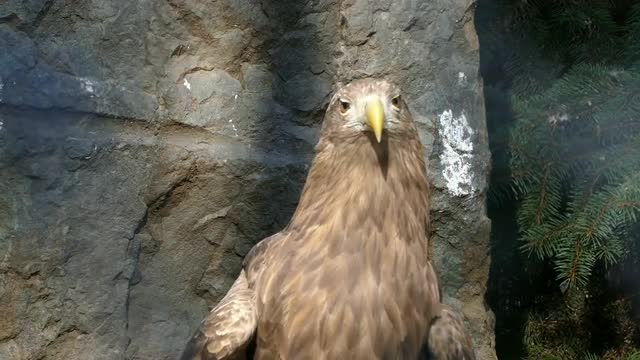 Eagle looks around among the branches 