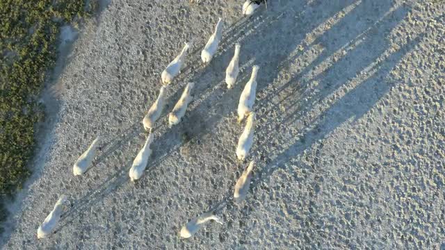 Aerial cowboy sunset Camargue horse freedom marshland tourism 