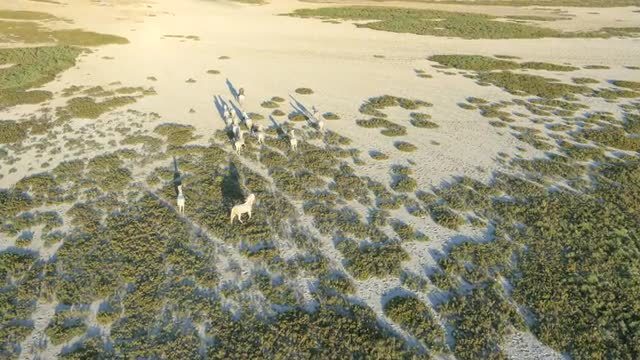 Aerial cowboy sunset Camargue horseman animal grey horse 