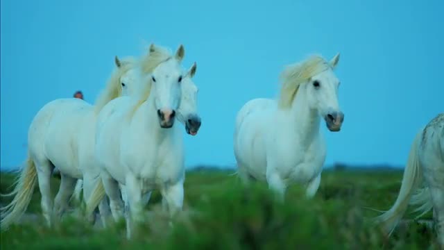 France Camargue horse white running Stallion Gelding