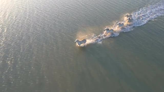 Aerial France sunset Drone Camargue horses equine sea