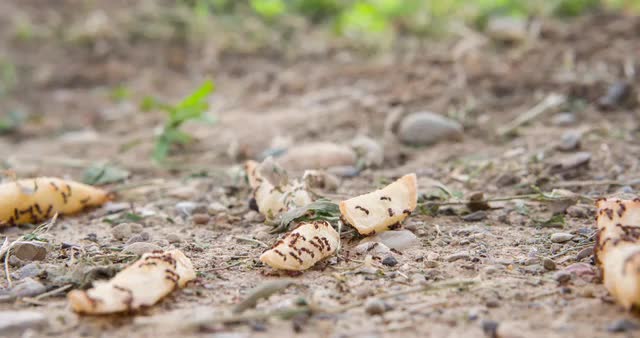 Ants on french fries in dirt 4k