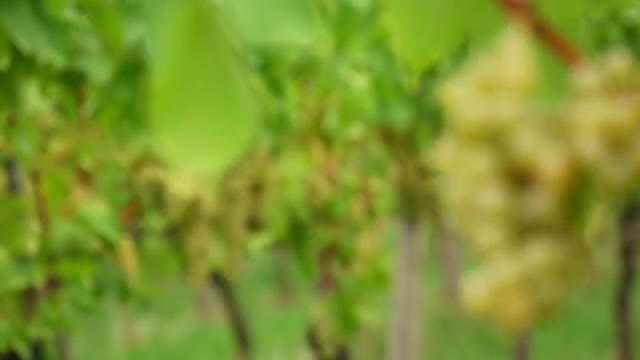 White grapes