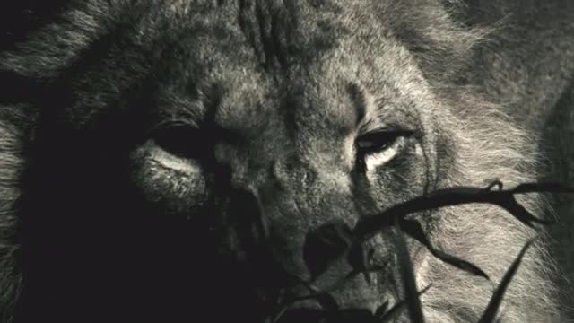 Portrait of a lion