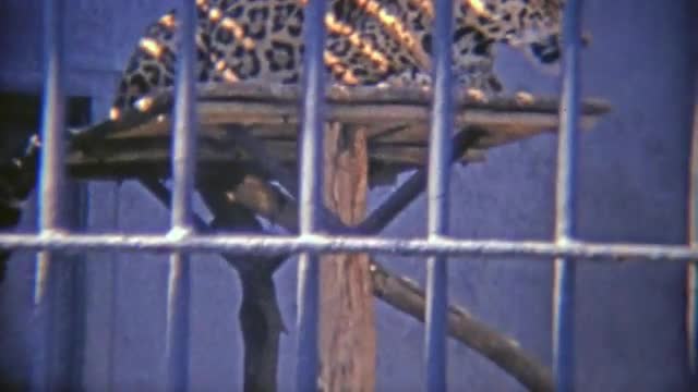 1973: Cheetah pacing around in small habitat.