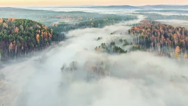 Autumn forest in the fog. Time Lapse