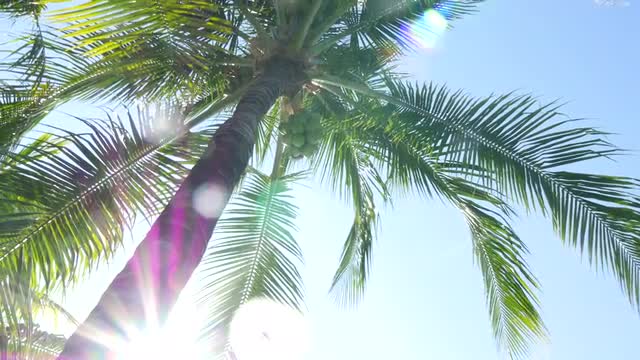 Palm branches and sun