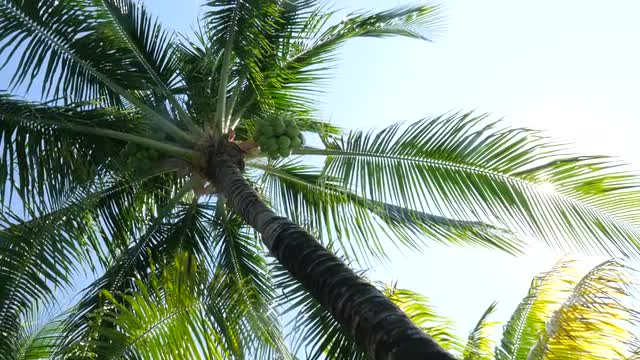 Palm branches and sun