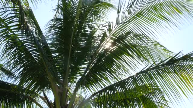 Palm branches and sun